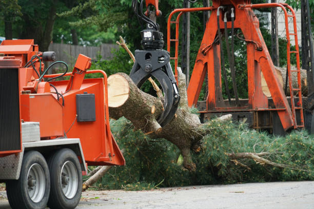 How Our Tree Care Process Works  in  Orrville, OH